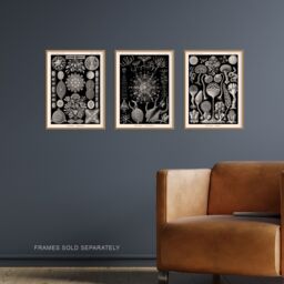 Artery8 Set of 3 Phaeodaria Black White Haeckel Vintage Illustrations Marine Plankton Amoeboid Cercozoans Unframed Wall Art Living Room Poster Prints - thumbnail 2