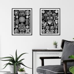 Artery8 Set of 3 Phaeodaria Black White Haeckel Vintage Illustrations Marine Plankton Amoeboid Cercozoans Unframed Wall Art Living Room Poster Prints - thumbnail 6