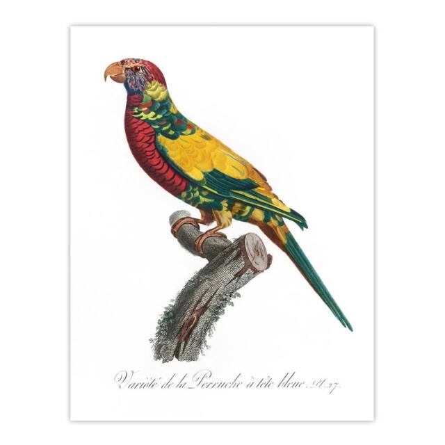 "Artery8 The Rainbow Lorikeet Parrot Levaillant Wall Art Poster Print in White - Size: W12"" x H16""" - image 1