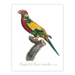 "Artery8 The Rainbow Lorikeet Parrot Levaillant Wall Art Poster Print in White - Size: W12"" x H16""" - thumbnail 1