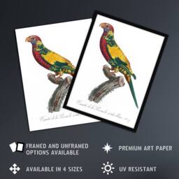 "Artery8 The Rainbow Lorikeet Parrot Levaillant Wall Art Poster Print in White - Size: W12"" x H16""" - thumbnail 2