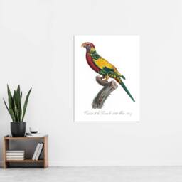 "Artery8 The Rainbow Lorikeet Parrot Levaillant Wall Art Poster Print in White - Size: W12"" x H16""" - thumbnail 4