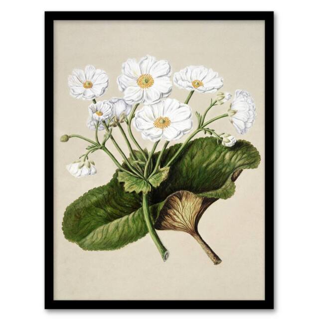 Artery8 Sarah Featon Framed Wall Art Print New Zealand Mountain Lily Flowers in Beige - Size: A4 - image 1
