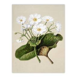 Artery8 Sarah Featon Framed Wall Art Print New Zealand Mountain Lily Flowers in Beige - Size: A4 - thumbnail 3