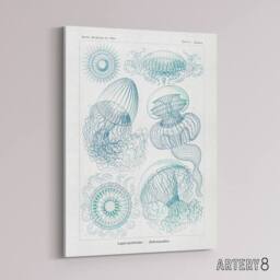 "Artery8 Aequoreidae Jellyfish Marine Life Species Haeckel Canvas Art Print in White - Size: W12"" x H16""" - thumbnail 2