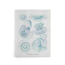 "Artery8 Aequoreidae Jellyfish Marine Life Species Haeckel Canvas Art Print in White - Size: W12"" x H16""" - thumbnail 1