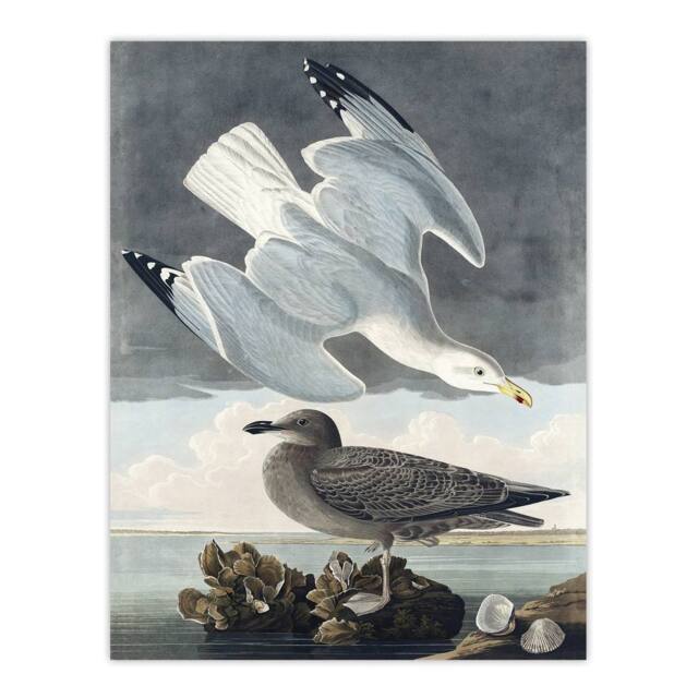 "Artery8 Birds of America Herring Gull Audubon Nature Wall Art Print Poster in Grey - Size: W18"" x H24""" - image 1