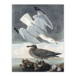 "Artery8 Birds of America Herring Gull Audubon Nature Wall Art Print Poster in Grey - Size: W18"" x H24""" - thumbnail 1