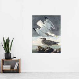 "Artery8 Birds of America Herring Gull Audubon Nature Wall Art Print Poster in Grey - Size: W18"" x H24""" - thumbnail 4