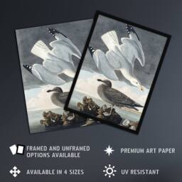 "Artery8 Birds of America Herring Gull Audubon Nature Wall Art Print Poster in Grey - Size: W18"" x H24""" - thumbnail 2