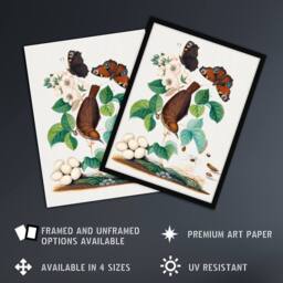 "Artery8 House Wren Butterflies Beetle & Spider Bolton Wall Art Poster Print - Size: W12"" x H16""" - thumbnail 2