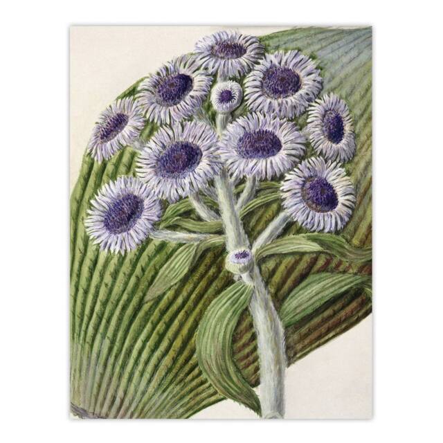 "Artery8 New Zealand Antarctic Daisy Flowers Featon Wall Art Poster Print in Beige - Size: W24"" x H32""" - image 1