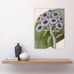"Artery8 New Zealand Antarctic Daisy Flowers Featon Wall Art Poster Print in Beige - Size: W24"" x H32""" - thumbnail 4
