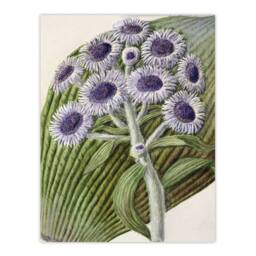 "Artery8 New Zealand Antarctic Daisy Flowers Featon Wall Art Poster Print in Beige - Size: W24"" x H32""" - thumbnail 1