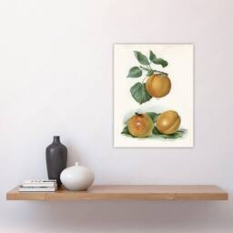 "Artery8 Vintage Fruit Illustration of Apricots Wright Wall Art Poster Print in White - Size: W12"" x H16""" - thumbnail 4
