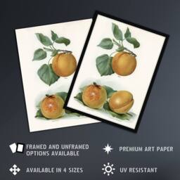 "Artery8 Vintage Fruit Illustration of Apricots Wright Wall Art Poster Print in White - Size: W12"" x H16""" - thumbnail 2