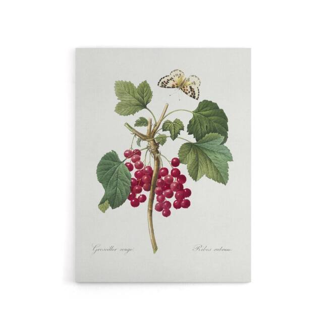 "Artery8 Redcurrant Berries & Butterfly Redoute Vintage Canvas Wall Art in White - Size: W24"" x H32""" - image 1