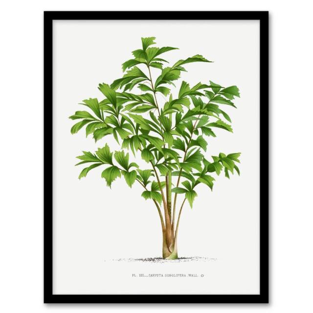 Artery8 Oswald de Kerchove Framed Wall Art Print Caryota Sobolifera Palm Tree in White - Size: A4 - image 1