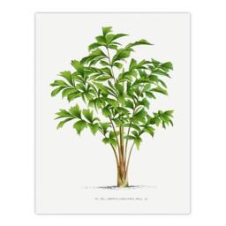 Artery8 Oswald de Kerchove Framed Wall Art Print Caryota Sobolifera Palm Tree in White - Size: A4 - thumbnail 3
