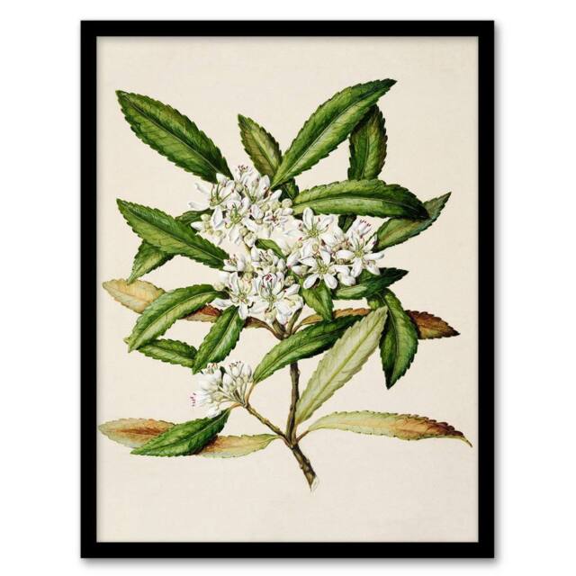 Artery8 Sarah Featon Framed Wall Art Print New Zealand Tawari Plant Flowers in Beige - Size: A4 - image 1
