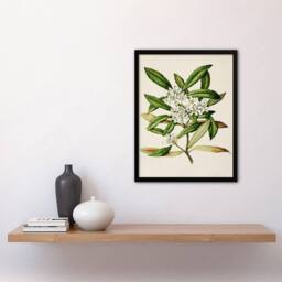 Artery8 Sarah Featon Framed Wall Art Print New Zealand Tawari Plant Flowers in Beige - Size: A4 - thumbnail 2
