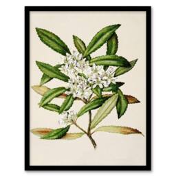 Artery8 Sarah Featon Framed Wall Art Print New Zealand Tawari Plant Flowers in Beige - Size: A4 - thumbnail 1