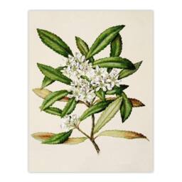 Artery8 Sarah Featon Framed Wall Art Print New Zealand Tawari Plant Flowers in Beige - Size: A4 - thumbnail 3