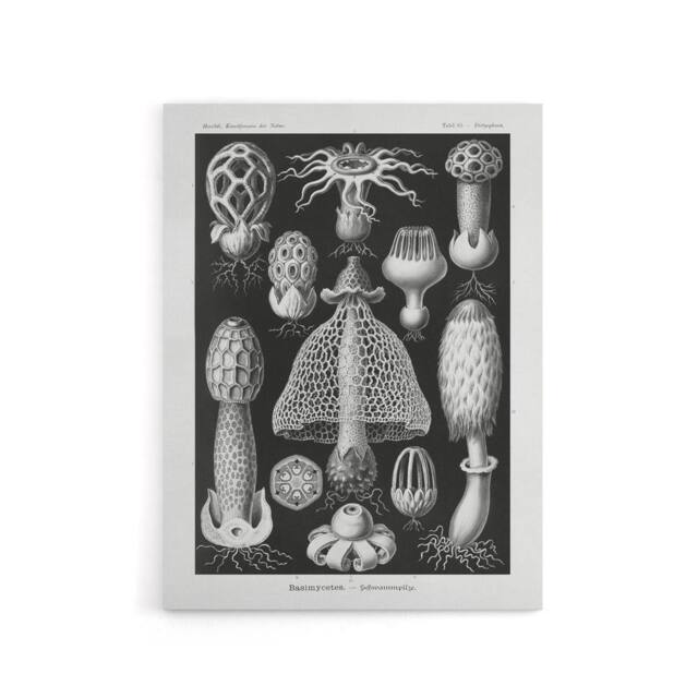 "Artery8 Basidiomycetes Fungi Species Vintage Haeckel Canvas Wall Art in Black - Size: W18"" x H24""" - image 1
