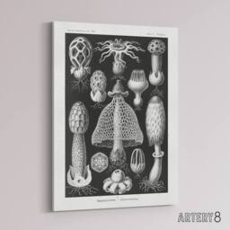 "Artery8 Basidiomycetes Fungi Species Vintage Haeckel Canvas Wall Art in Black - Size: W18"" x H24""" - thumbnail 2