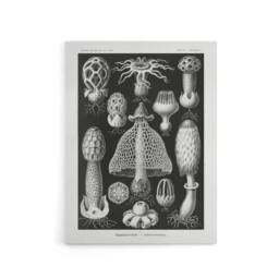 "Artery8 Basidiomycetes Fungi Species Vintage Haeckel Canvas Wall Art in Black - Size: W18"" x H24""" - thumbnail 1