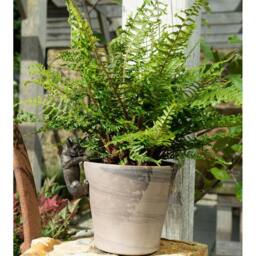 Jardinopia French Bulldog Plant Pot Hanger in Bronze - thumbnail 4