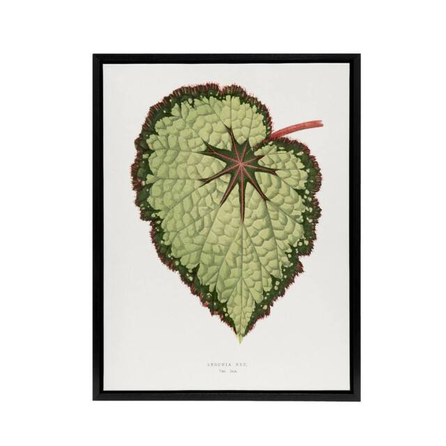 "Artery8 AF Lydon B Fawcett Begonia Rex Isis Variety Leaf Framed Canvas Art in White - Size: W12"" x H16""" - image 1