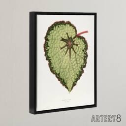 "Artery8 AF Lydon B Fawcett Begonia Rex Isis Variety Leaf Framed Canvas Art in White - Size: W12"" x H16""" - thumbnail 2