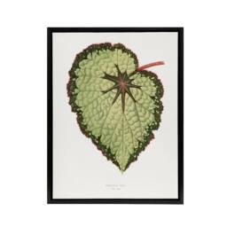 "Artery8 AF Lydon B Fawcett Begonia Rex Isis Variety Leaf Framed Canvas Art in White - Size: W12"" x H16""" - thumbnail 1