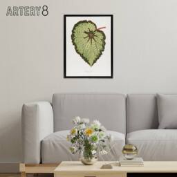 "Artery8 AF Lydon B Fawcett Begonia Rex Isis Variety Leaf Framed Canvas Art in White - Size: W12"" x H16""" - thumbnail 3