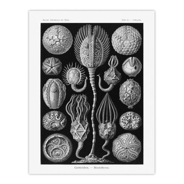 "Artery8 Cystoidea Pouch Stars Marine Life Haeckel Wall Art Print Poster in Black - Size: W12"" x H16""" - image 1