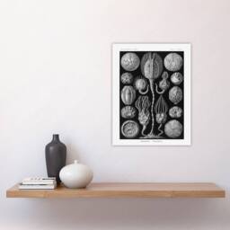 "Artery8 Cystoidea Pouch Stars Marine Life Haeckel Wall Art Print Poster in Black - Size: W12"" x H16""" - thumbnail 4