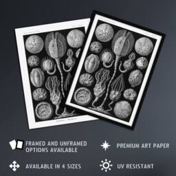 "Artery8 Cystoidea Pouch Stars Marine Life Haeckel Wall Art Print Poster in Black - Size: W12"" x H16""" - thumbnail 2