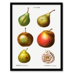 Artery8 Pierre J Redoute Framed Wall Art Pear Varieties Vintage Illustration in White - Size: A4 - thumbnail 1