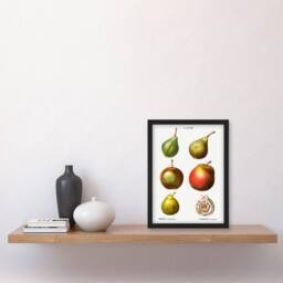 Artery8 Pierre J Redoute Framed Wall Art Pear Varieties Vintage Illustration in White - Size: A4 - thumbnail 2