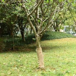 Berkfield Home Jute Roll 0.5x5 m 100% Jute 200 gsm - thumbnail 1