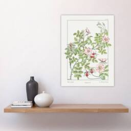 "Artery8 Wild Rose Flower Vintage Floral Wall Art Print Verneuil in White - Size: W12"" x H16""" - thumbnail 4
