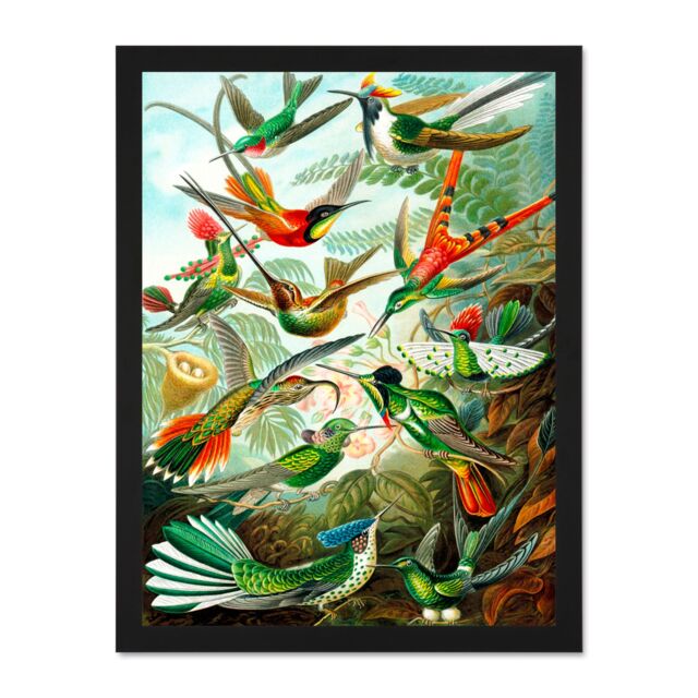 "Artery8 Wall Art Print Colour 99th Plate Ernst Haeckel Kunstformen Natur Hummingbirds Large Framed Wall Décor Art in Black - Size: W18"" x H24""" - image 1