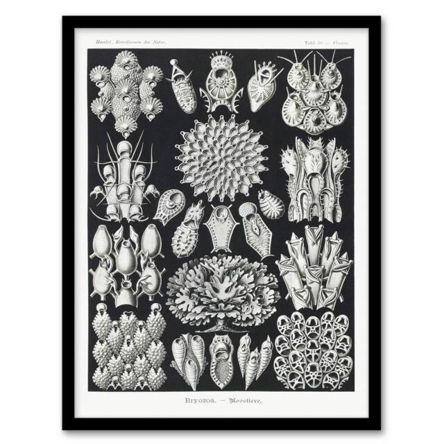 Artery8 Ernst Haeckel Framed Wall Art Print Bryozoa Aquatic invertebrates in Black - Size: A4 - image 1