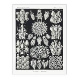 Artery8 Ernst Haeckel Framed Wall Art Print Bryozoa Aquatic invertebrates in Black - Size: A4 - thumbnail 3