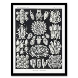 Artery8 Ernst Haeckel Framed Wall Art Print Bryozoa Aquatic invertebrates in Black - Size: A4 - thumbnail 1