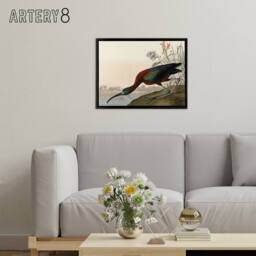 "Artery8 Audubon Birds Glossy Ibis Painting Framed Canvas Wall Art Print - Size: W12"" x H16""" - thumbnail 3