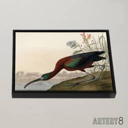"Artery8 Audubon Birds Glossy Ibis Painting Framed Canvas Wall Art Print - Size: W12"" x H16""" - thumbnail 2