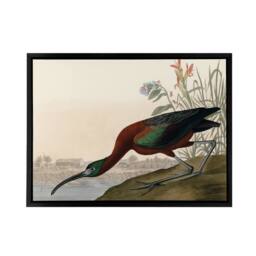 "Artery8 Audubon Birds Glossy Ibis Painting Framed Canvas Wall Art Print - Size: W12"" x H16""" - thumbnail 1