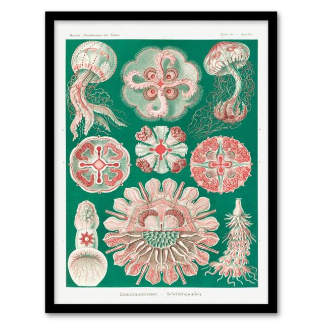 Artery8 Haeckel Framed Wall Art Green Pink Vintage Jellyfish Illustration - Size: A4 - image 1